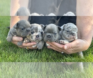 French Bulldog Puppy for sale in COLORADO SPRINGS, CO, USA