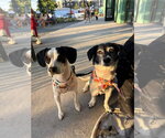 Small #12 Beagle Mix