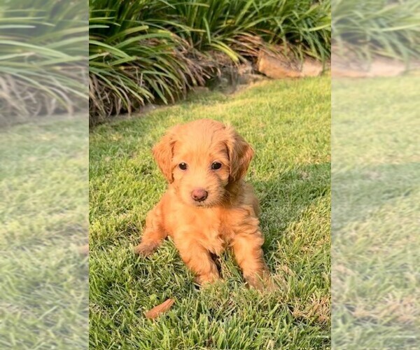 Medium Photo #1 Double Doodle Puppy For Sale in LAGRANGE, GA, USA