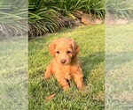 Puppy Emma Double Doodle