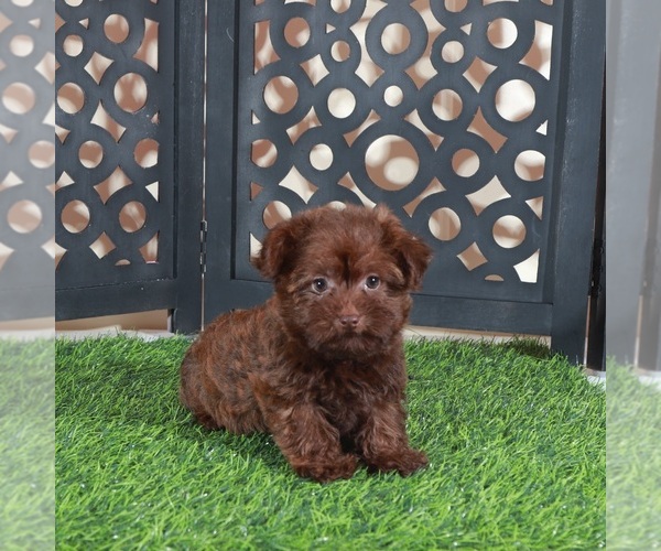 Medium Photo #2 Yorkipoo Puppy For Sale in MOUNT VERNON, OH, USA