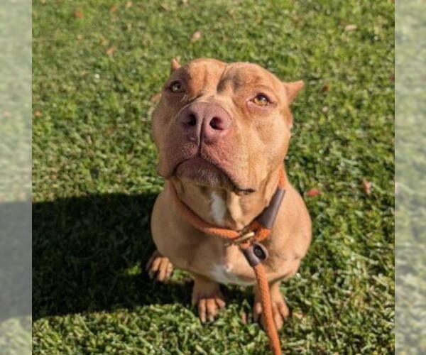 Medium Photo #1 Mutt Puppy For Sale in Redlands, CA, USA