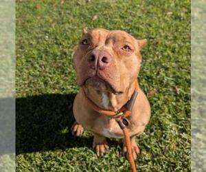 Mutt Dogs for adoption in Redlands, CA, USA