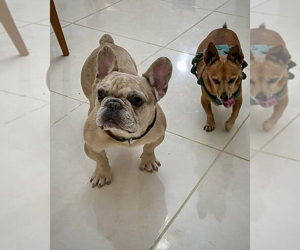 Medium Photo #3 French Bulldog Puppy For Sale in Dumont, NJ, USA
