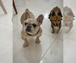 Small #2 French Bulldog