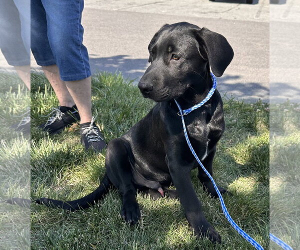 Medium Photo #2 Labrador Retriever-Unknown Mix Puppy For Sale in Garner, NC, USA