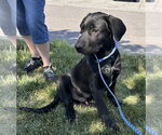 Small #1 Labrador Retriever Mix