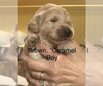 Puppy Caramel Goldendoodle