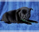 Small #4 Jug-Shiba Inu Mix