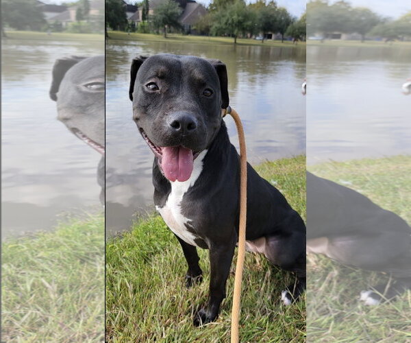 Medium Photo #35 American Pit Bull Terrier-Unknown Mix Puppy For Sale in Rosenberg, TX, USA