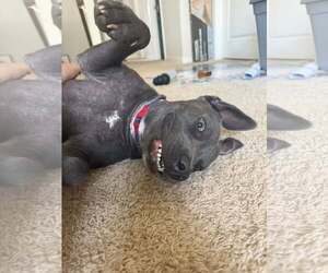 Demi - Female Mutt Dog for Adoption - Photo #6