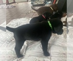 Small #3 Labrador Retriever