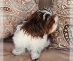 Small #7 Shih Tzu