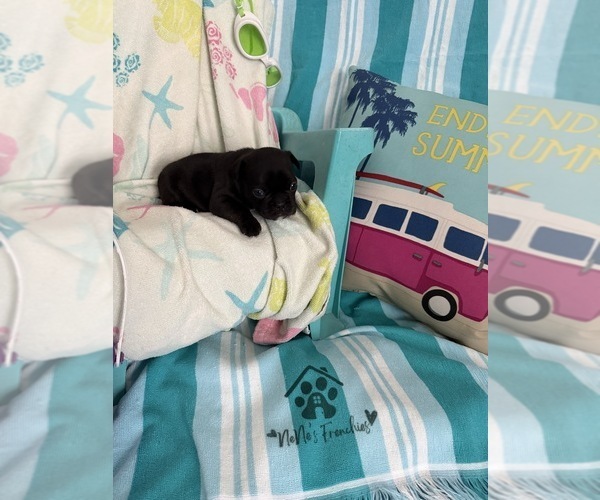 Medium Photo #8 French Bulldog Puppy For Sale in OPP, AL, USA