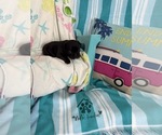 Small #7 French Bulldog