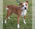 Small Photo #5 American Bulldog-American Staffordshire Terrier Mix Puppy For Sale in Huntley, IL, USA