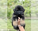 Image preview for Ad Listing. Nickname: Mario