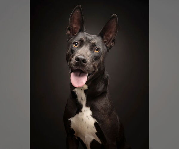 Medium Photo #1 American Pit Bull Terrier-American Staffordshire Terrier Mix Puppy For Sale in Corona, CA, USA