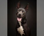 Small American Pit Bull Terrier-American Staffordshire Terrier Mix