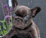 Small Photo #26 French Bulldog Puppy For Sale in GOSHEN, IN, USA