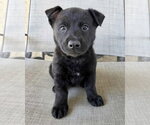 Small #7 Mutt