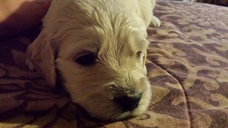 Goldendoodle Puppy for sale in LOCUST GROVE, GA, USA