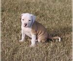 Small Photo #3 American Bulldog Puppy For Sale in FAIR GROVE, MO, USA