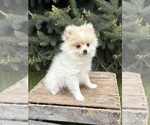 Image preview for Ad Listing. Nickname: Zeppelin