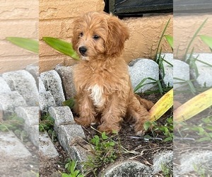 Cavapoo Puppy for sale in TITUSVILLE, FL, USA