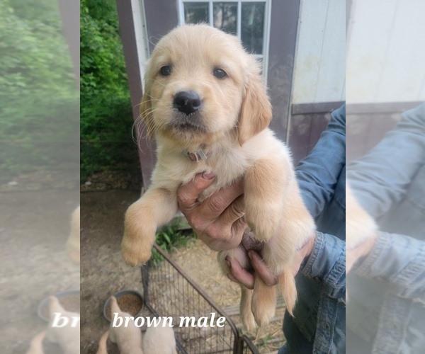 Medium Photo #4 Golden Retriever Puppy For Sale in BENTON, IL, USA