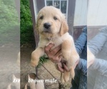 Small Photo #4 Golden Retriever Puppy For Sale in BENTON, IL, USA
