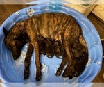 Small Photo #1 Dutch Shepherd Dog Puppy For Sale in SALISBURY, NC, USA