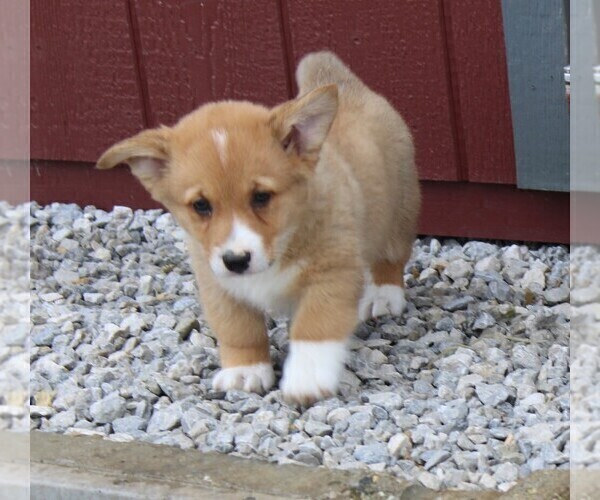 Medium Photo #6 Pembroke Welsh Corgi Puppy For Sale in NORTH MANCHESTER, IN, USA