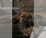 Small Photo #26 American Bully-Boxer Mix Puppy For Sale in HAMMOND, IN, USA