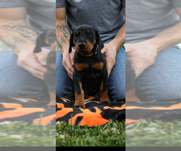 Medium Photo #2 Doberman Pinscher Puppy For Sale in FRANKLIN, PA, USA