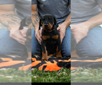 Puppy 2 Light Pink Doberman Pinscher