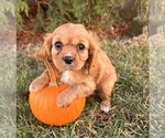 Small #3 Cavalier King Charles Spaniel