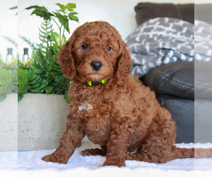 Labradoodle-Poodle (Miniature) Mix Puppy for sale in GORDONVILLE, PA, USA