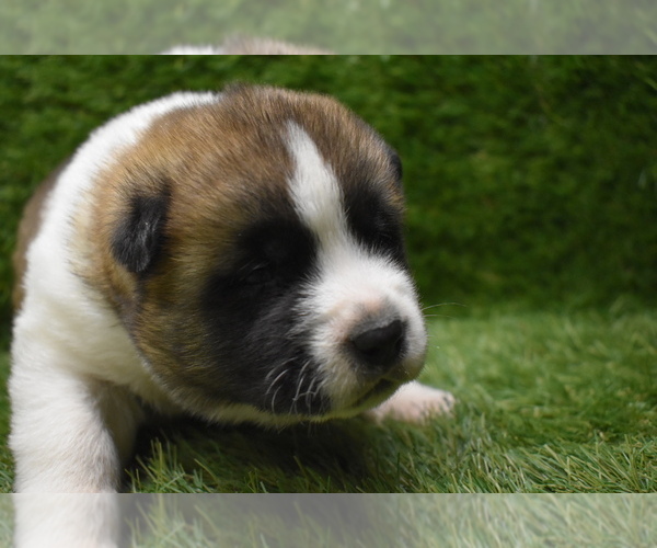 Medium Photo #8 Akita Puppy For Sale in ROLLA, MO, USA