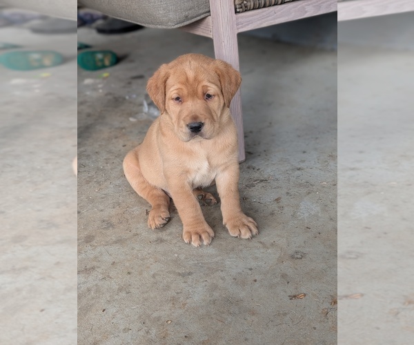 Medium Photo #1 Labrador Retriever Puppy For Sale in ERWIN, NC, USA