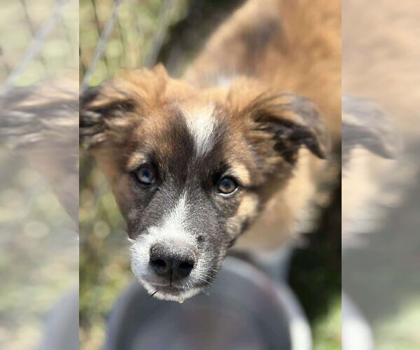 Medium Photo #2 Mutt Puppy For Sale in Mount Pleasant, SC, USA