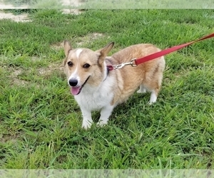 Mother of the Pembroke Welsh Corgi puppies born on 02/29/2020