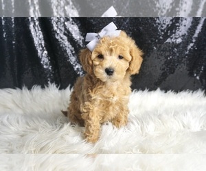 Medium Maltipoo