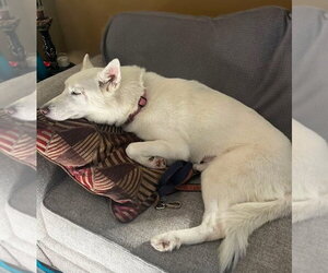 Miss Frost - Female Siberian Husky-Unknown Mix Dog for Adoption - Photo #2