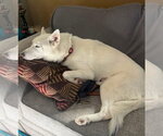 Small #1 Siberian Husky Mix