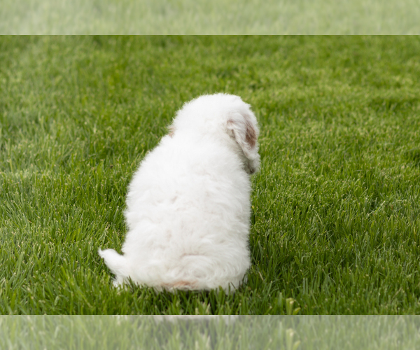 Medium Photo #10 Goldendoodle (Miniature) Puppy For Sale in WOLCOTTVILLE, IN, USA