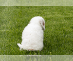 Small #9 Goldendoodle (Miniature)