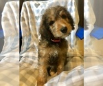 Small Photo #8 Bernedoodle Puppy For Sale in WINTER, WI, USA