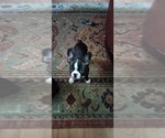 Small Photo #4 Boston Terrier Puppy For Sale in LIVERPOOL, TX, USA