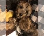 Small Photo #15 YorkiePoo Puppy For Sale in SEYMOUR, IN, USA